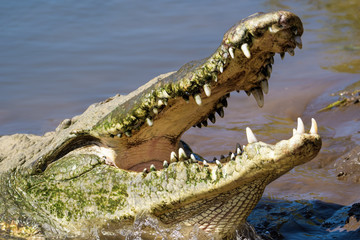 American Crocodile in the Tarcoles River in Costa Rica