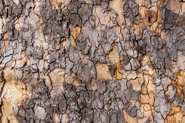 Aged Platanus or plane tree peeling off bark, texture background