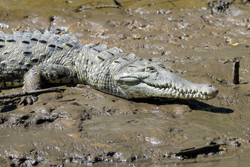 Young american crocodile in the mangroves of the Tarcoles river in Costa Rica
