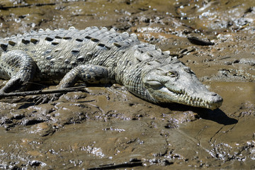 Young american crocodile in the mangroves of the Tarcoles river in Costa Rica
