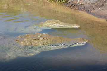 Male and female american crocodile in the Tarcoles River in Costa Rica