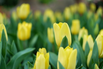 Fototapeta premium tulip yellow color background