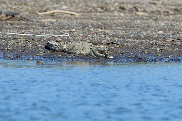 American Crocodile in the Tarcoles River in Costa Rica