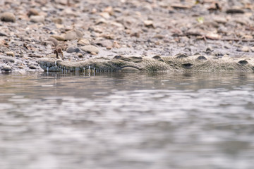 American Crocodile in the Tarcoles River in Costa Rica