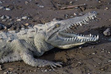 American crocodile sunbathing underneath the Tarcoles Bridge in Costa Rica