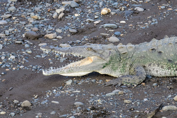 American crocodile sunbathing underneath the Tarcoles Bridge in Costa Rica