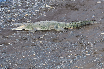 American crocodile sunbathing underneath the Tarcoles Bridge in Costa Rica