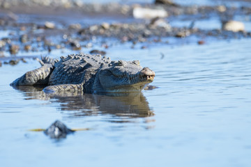 American Crocodile in the Tarcoles River in Costa Rica