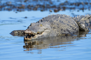 American Crocodile in the Tarcoles River in Costa Rica