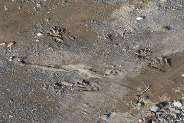American Crocodile footprints in the sand in the Tarcoles river in Costa Rica
