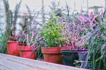 a potted garden planted with herbs, vegetables, organic beans, strawberries and much more for a healthy diet