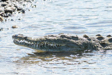 American Crocodile in the Tarcoles River in Costa Rica