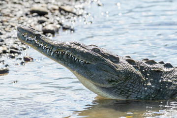 American Crocodile in the Tarcoles River in Costa Rica