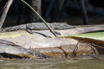 American crocodile hatchling on a dead banana plant in the Tarcoles River in Costa Rica