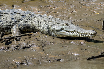 Young american crocodile in the mangroves of the Tarcoles River in Costa Rica