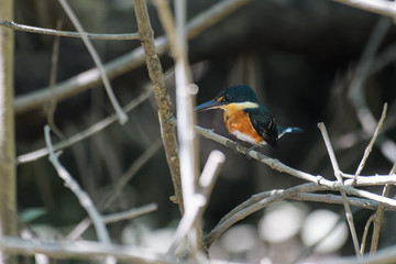 Pigmy kingfisher sitting on a branch in the mangroves of the Tarcoles River in Costa Rica