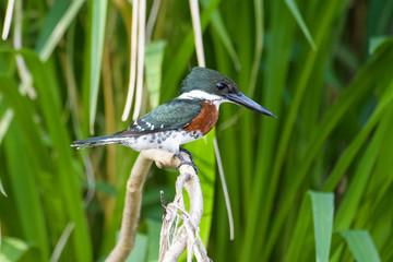 Green kingfisher on a branch above the Tarcoles River in Costa Rica