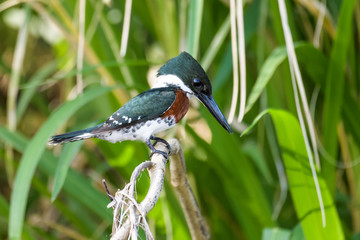 Green kingfisher on a branch above the Tarcoles River in Costa Rica