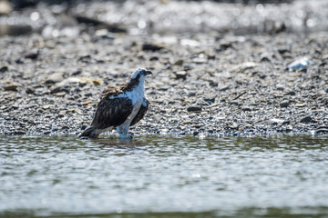 Osprey in the Tarcoles River in Costa Rica