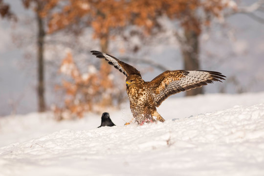 Beautiful common buzzard with open wings landing in the snow.