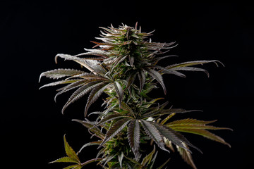 medical marijuana plant on a black background isolated