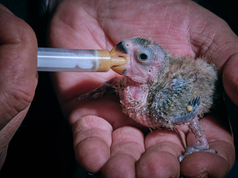 Crop hands feeding lovebird chick