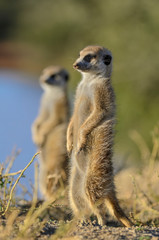 Meerkat or suricate (Suricata suricatta). Kalahari. South Africa