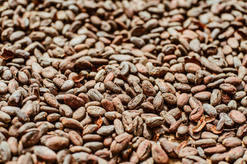 chocolate factory cocoa beans