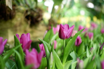 colorful tulip flower background