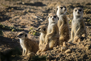 Fototapeta premium Meerkat or suricate (Suricata suricatta). Kalahari. South Africa