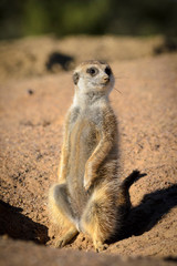 Fototapeta premium Meerkat or suricate (Suricata suricatta). Kalahari. South Africa