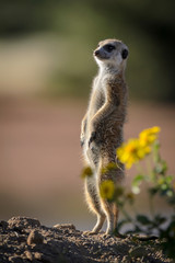 Fototapeta premium Meerkat or suricate (Suricata suricatta). Kalahari. South Africa
