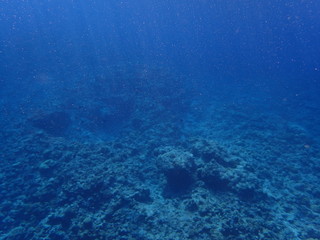 沖縄慶良間諸島の海中（2018年12月）