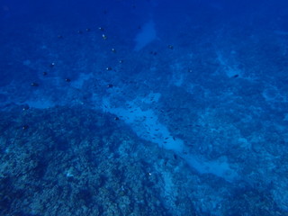 沖縄慶良間諸島のサンゴと小魚（2018年12月）