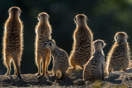 Meerkat or suricate (Suricata suricatta). Kalahari. South Africa