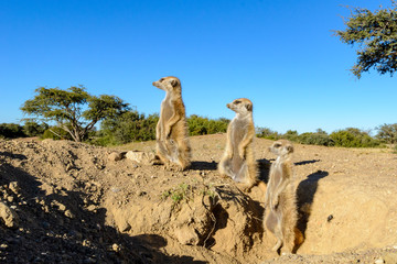 Meerkat or suricate (Suricata suricatta). Kalahari outside burrow. South Africa