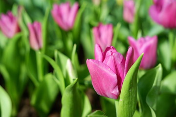 tulip pink color background