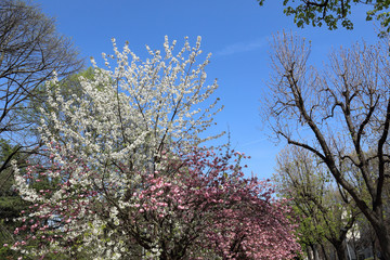 Bare branches with rose and white flowers and buds during spring in front of a high tree with green leaves in Allea Park in Novara, Piedmont, Italy