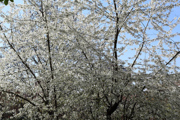 A big tree with bare branches covered with white flowers and buds during a sunny spring day with blue sky in Allea park in Novara, Piedmont, Italy