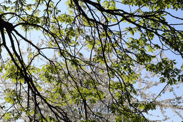 Obraz premium Recently budded green young leaves over branches against a deep blue sky during spring in Allea Park in Novara, Piedmont, Italy