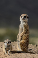 Meerkat or suricate (Suricata suricatta). Kalahari adult and juvenile. South Africa