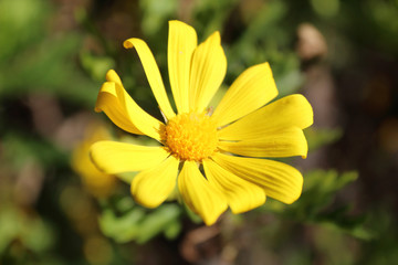 A close view of a yellow petals daisy like flower in a garden, with a earth and lawn background, during a sunny day