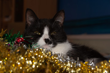 cat and new year tinsel