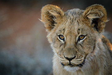 Naklejka na ściany i meble Lion (Panthera leo) cub. Kalahari, South Africa