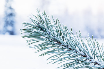 Naklejka na ściany i meble Pine branch covered with frost, crystals Pine branches with long needles in the cold. Christmas tree with pine on a white snowy background