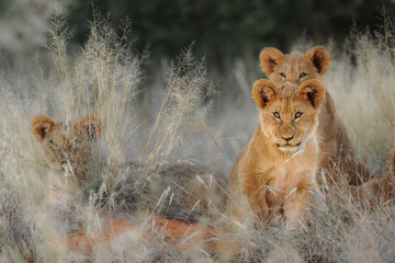 Lion (Panthera leo) cubs. Kalahari, South Africa - obrazy, fototapety, plakaty