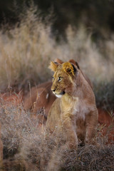 Lion (Panthera leo) cub. Kalahari, South Africa