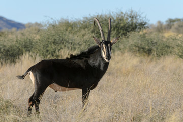 Sable antelope (Hippotragus niger). Kalahari, South Africa