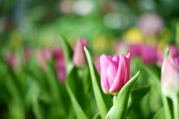 tulip flower background