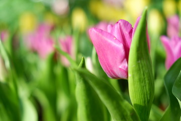 colorful tulip flower background